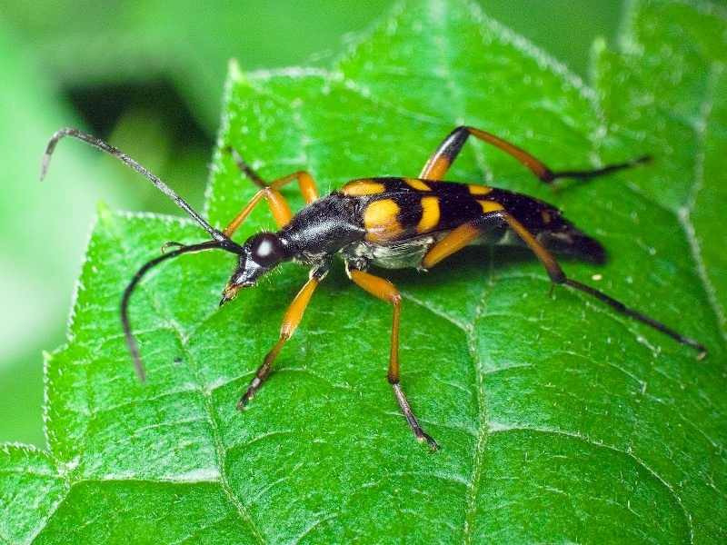 Strangalia attenuata (Linnaeus, 1758)